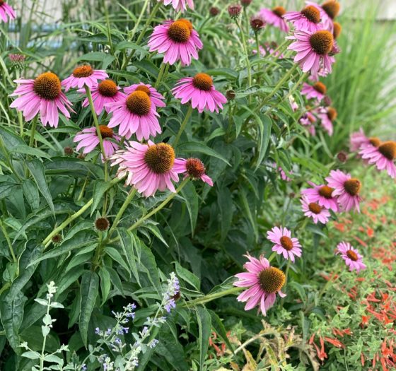 Boulder Colorado Flowers Nature
